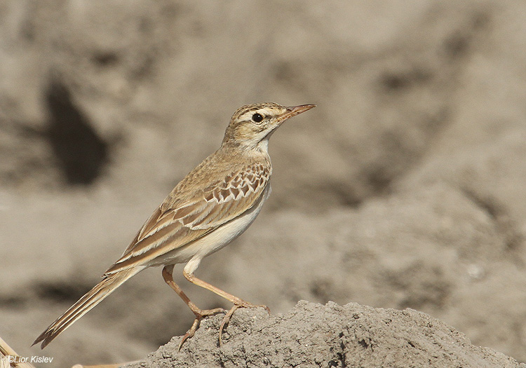   Tawny Pipit  Anthus campestris Beit Shean valley,Israel,12-10-10 Lior Kislev